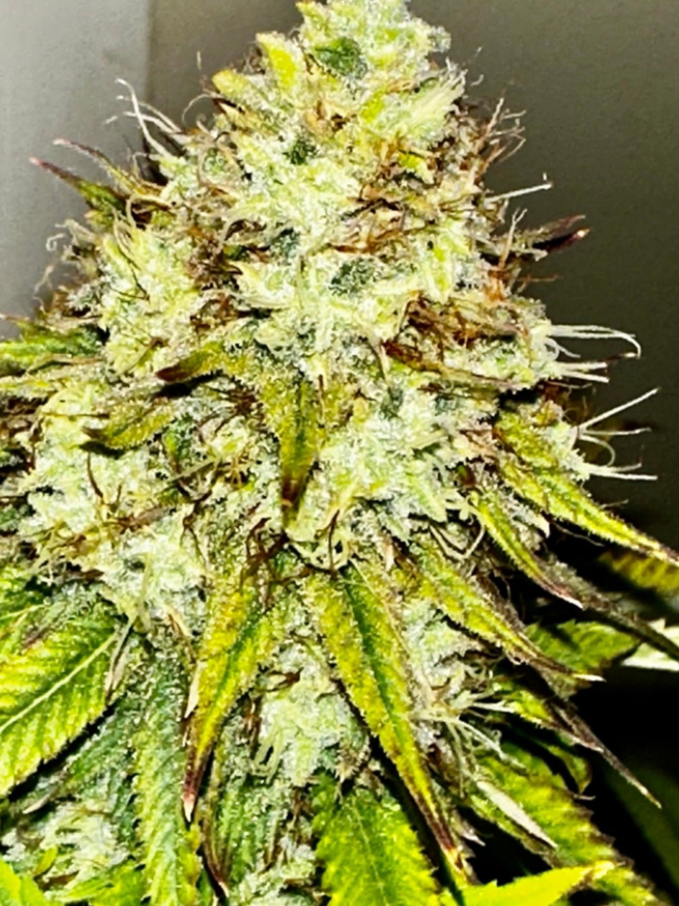 Authentic Genetics Super NL #2 (B3 CripXmas x NL#2 BX (Authentic Genetics) – DMOSG