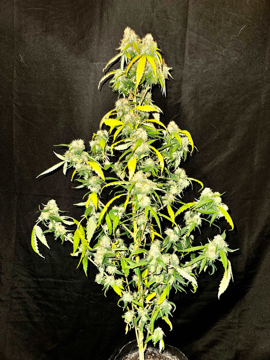Island Crippy [808 genetics 'Corn' x Maui Wowie bag seed 17' ]6 reg seeds (limited quantity available for now)
