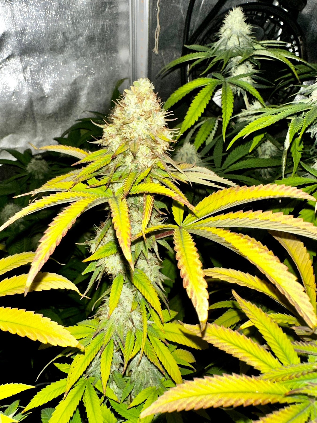 Authentic Genetics Super NL #2 (B3 CripXmas x NL#2 BX (Authentic Genetics) – DMOSG
