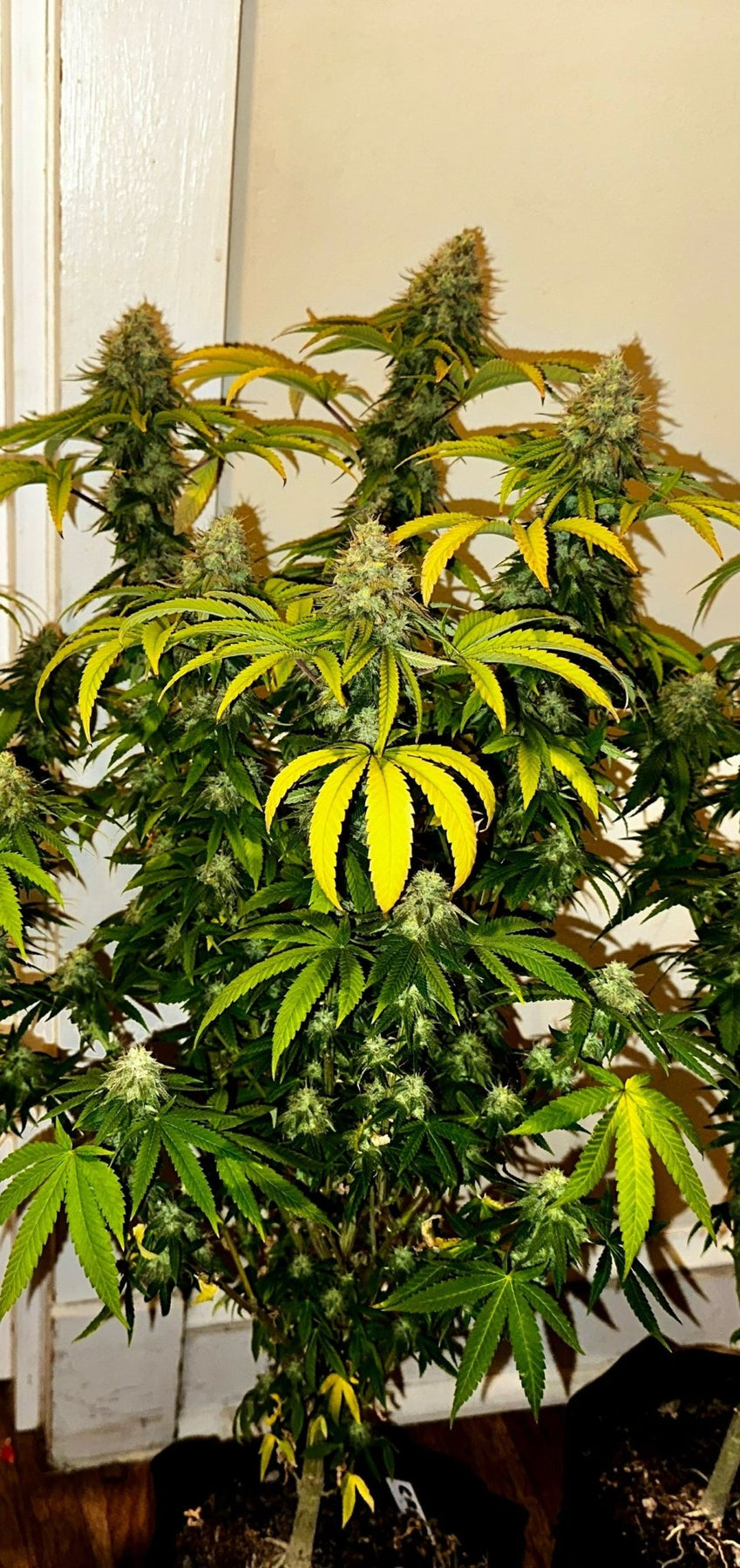 Authentic Genetics Super NL #2 (B3 CripXmas x NL#2 BX (Authentic Genetics) – DMOSG