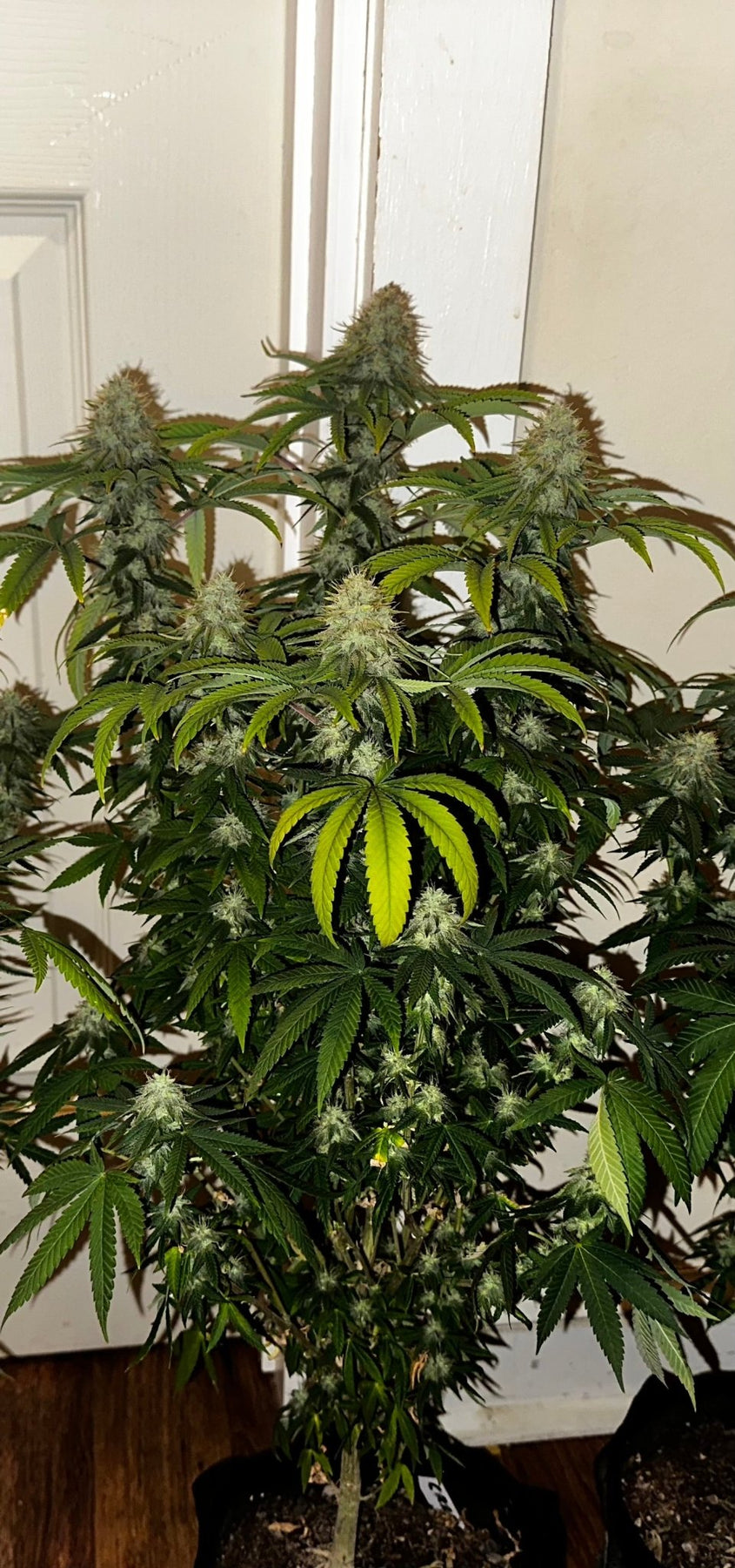 Authentic Genetics Super NL #2 (B3 CripXmas x NL#2 BX (Authentic Genetics) – DMOSG